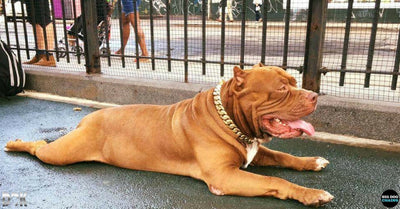 Une nouvelle ère de colliers pour chiens uniques