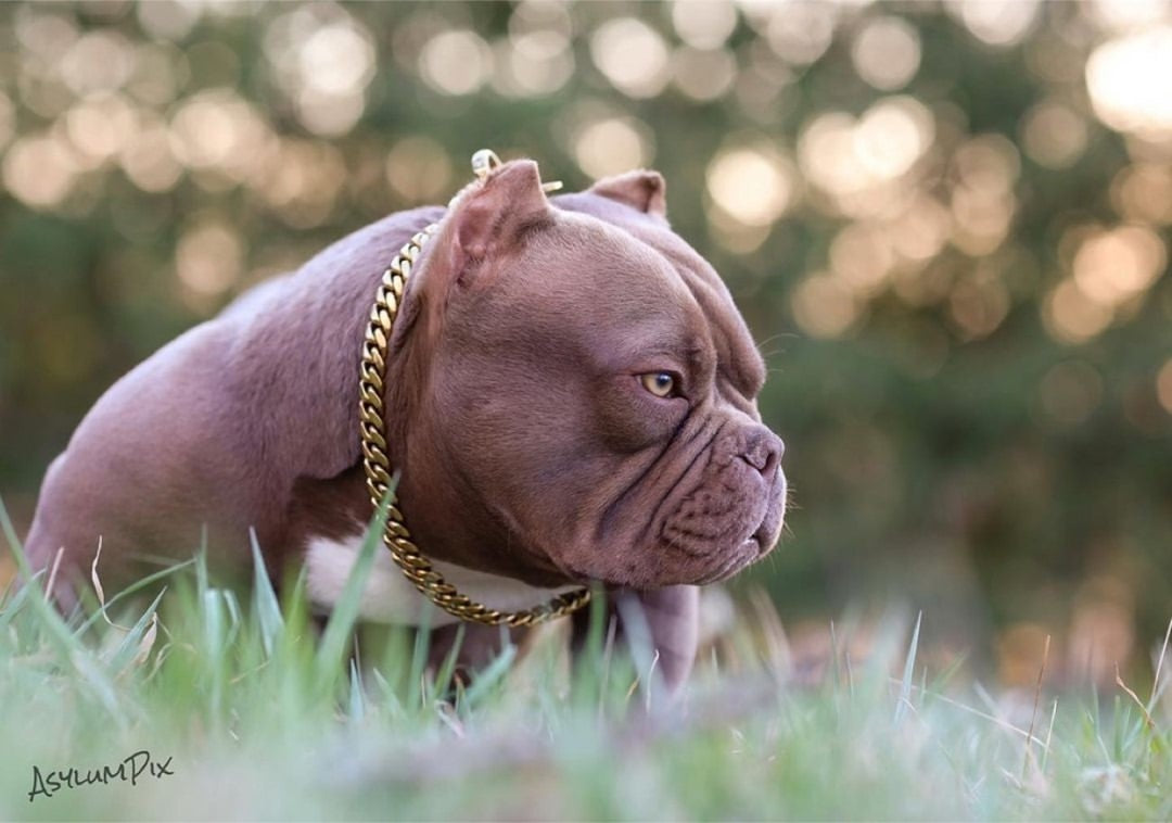 Exotic bully collars hotsell