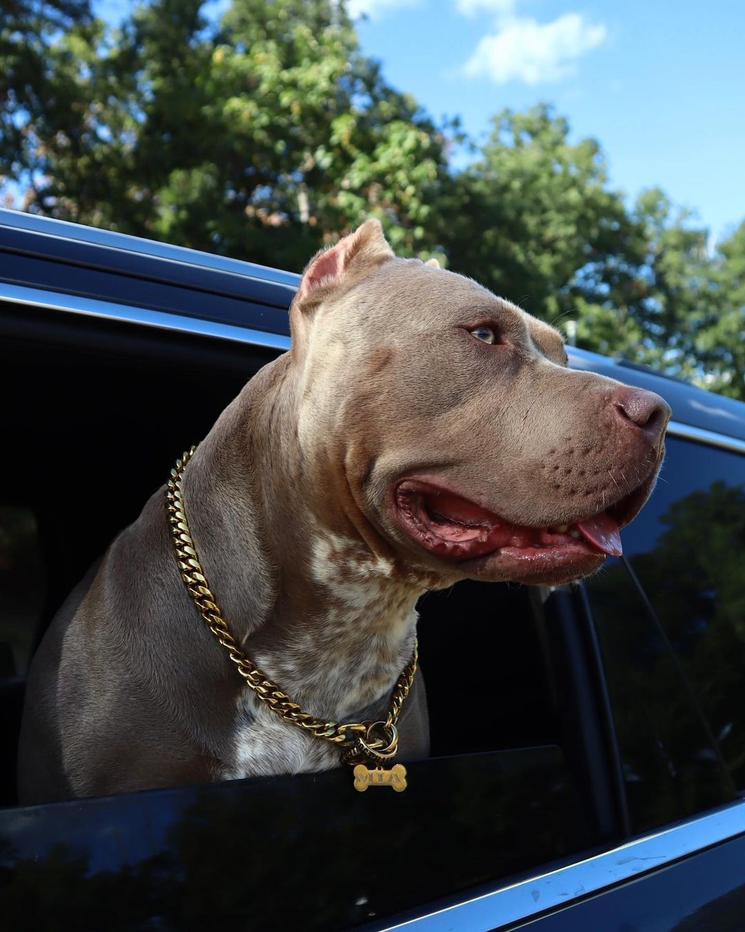 MIAMI Gold Choker Cuban Link Luxury Check Collar BIG DOG CHAINS BIG DOG CHAINS