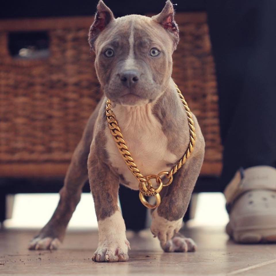 Cuban link choker for dogs hotsell