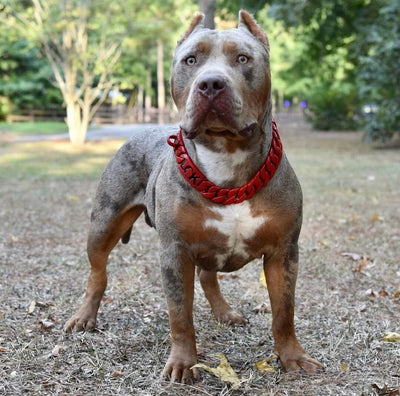 THE HELLBOY Dog Collar for pitbull_large_dog_collars_Cane_Corso_collars_rottweilerdog_collar_Bull_Mastiff_metal_collar A Fierce Look for Fearless Dogs  - 4/BigDogChains