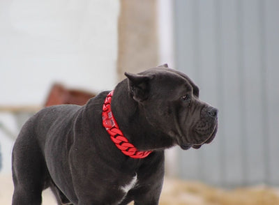  THE HELLBOY Dog Collar for pitbull_large_dog_collars_Cane_Corso_collars_rottweilerdog_collar_Bull_Mastiff_metal_collar For Dogs with a Wild Side  - 3/BigDogChains