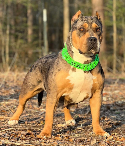 THE HULK Dog Collar for pitbull_large_dog_collars_Cane_Corso_collars_rottweilerdog_collar_Bull_Mastiff_metal_collar For Dogs with Unstoppable Strength  - 5/BigDogChains