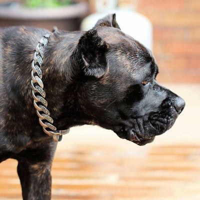  THE MAUI Stainless Dog Collar for pitbull_large_dog_collars_Cane_Corso_collars_rottweilerdog_collar_Bull_Mastiff_metal_collar Classic & Impeccable  - 9/BigDogChains