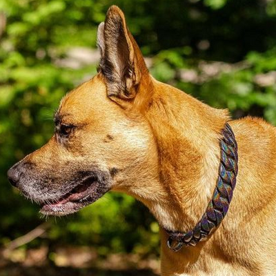 THE_ORION_Dog_Collar_for_pitbull_large_dog_collars_Cane_Corso_collars_rottweilerdog_collar_Bull_Mastiff_metal_collar_For_Dogs_with_Unstoppable_Strength_-_1_BigDogChains