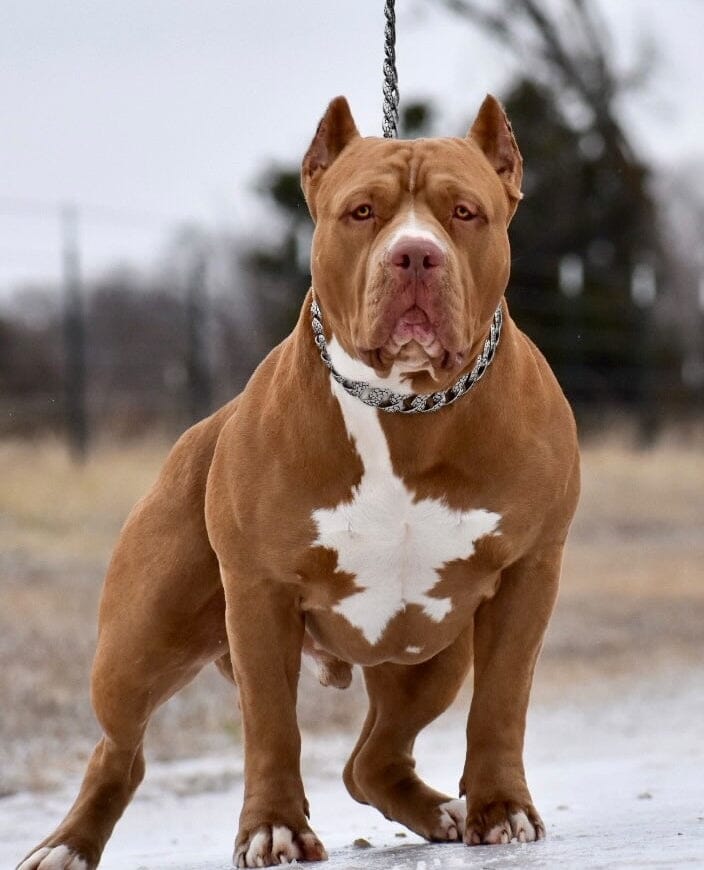 THE ROCKY Stainless Steel Dog Collar for pitbull_large_dog_collars_Cane_Corso_collars_rottweilerdog_collar_Bull_Mastiff_metal_collar Power in Every Link  - 10/BigDogChains