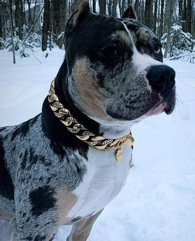 The Balboa Gold Dog Collar for pitbull_large_dog_collars_Cane_Corso_collars_rottweilerdog_collar_Bull_Mastiff_metal_collar A Luxurious Statement for Dogs  - 6/BigDogChains