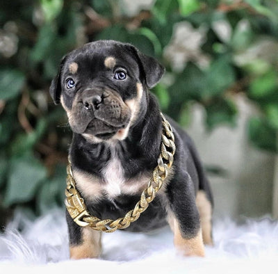 The Balboa Gold Dog Collar for pitbull_large_dog_collars_Cane_Corso_collars_rottweilerdog_collar_Bull_Mastiff_metal_collar A Statement of Luxury  - 10/BigDogChains