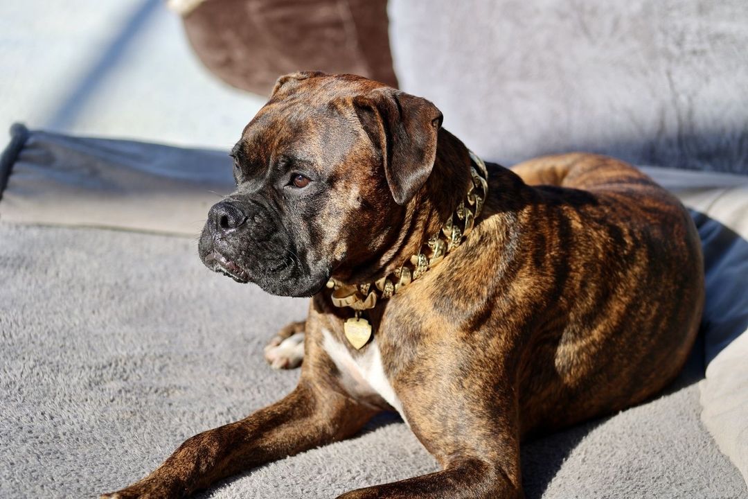 The Balboa Gold Dog Collar for pitbull_large_dog_collars_Cane_Corso_collars_rottweilerdog_collar_Bull_Mastiff_metal_collar A Stylish Addition to Any dogs Wardrobe  - 9/BigDogChains