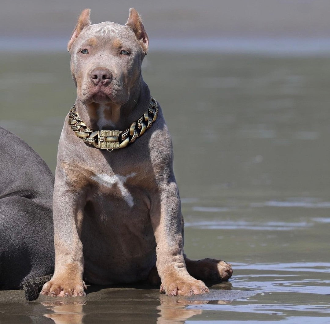 The Balboa Gold Dog Collar for pitbull_large_dog_collars_Cane_Corso_collars_rottweilerdog_collar_Bull_Mastiff_metal_collar The Perfect Blend of Style and Strength  - 8/BigDogChains