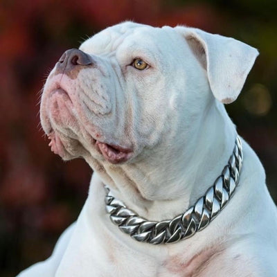 The Caesar_XL_large_collars_custom_stainless_steelhigh_quality_luxury_designer_dog_collarsIndestructible Collar for Mighty Breeds - 15/BigDogChains