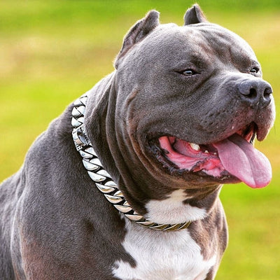 The Caesar_XL_large_collars_custom_stainless_steelhigh_quality_luxury_designer_dog_collarsIndestructible Collar for Mighty Breeds - 17/BigDogChains