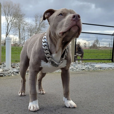 The Caesar_XL_large_collars_custom_stainless_steelhigh_quality_luxury_designer_dog_collarsThe Collar That Commands Attention - 13/BigDogChains