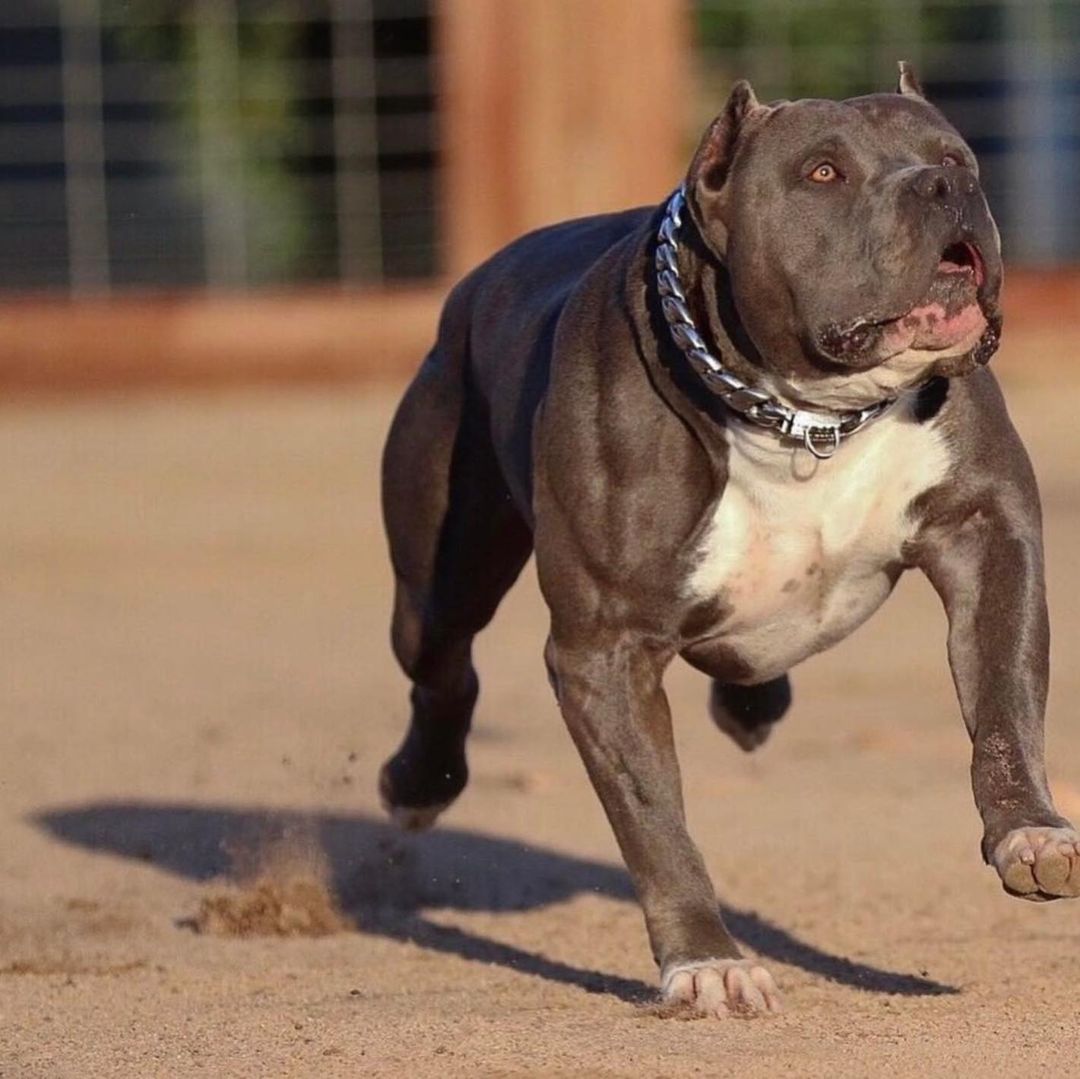 The Caesar_XL_large_collars_custom_stainless_steelhigh_quality_luxury_designer_dog_collarsThe Fortress Around Your Dog's Neck - 16/BigDogChains