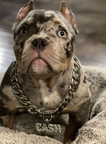 The Caesar_XL_large_collars_custom_stainless_steelhigh_quality_luxury_designer_dog_collars The Perfect Blend of Comfort and Class - 10/BigDogChains