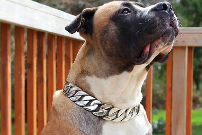 The Caesar_XL_large_collars_custom_stainless_steelhigh_quality_luxury_designer_dog_collars Unbreakable Collar for Unstoppable Dogs - 14/BigDogChain