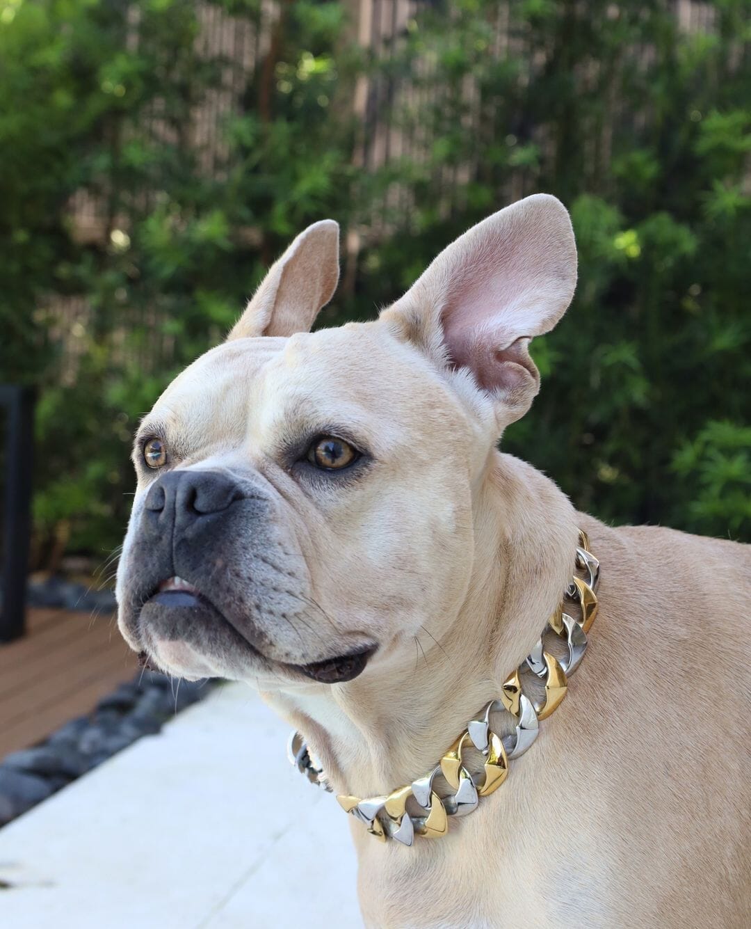 The Capone_two_tone_gold_dog_collar_pitbull_large_dog_collars_Cane_Corso_collars_rottweilerdog_collar_Bull_Mastiff_metal_collar  Let Your Dog Shine - 16/BigDogChains