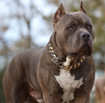 The Capone_two_tone_gold_dog_collar_pitbull_large_dog_collars_Cane_Corso_collars_rottweilerdog_collar_Bull_Mastiff_metal_collar  Love at First Sight - 15/BigDogChains