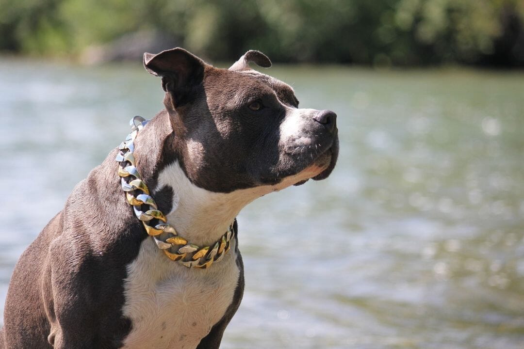 The Capone_two_tone_gold_dog_collar_pitbull_large_dog_collars_Cane_Corso_collars_rottweilerdog_collar_Bull_Mastiff_metal_collar Unleash Your Dog's Inner Fashionista - 17/BigDogChains