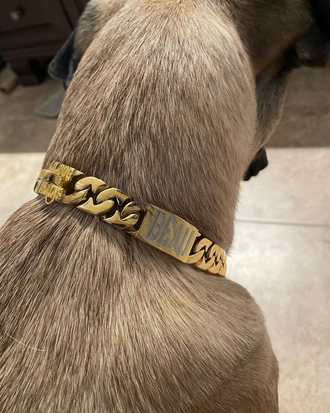 The Empire Solid Custom Luxury High Quality and Super Strong  Gold Small Dog Collar for French Bulldog Shih Tzu Corgi Dachshund Beagle Elegant, Durable, and Refined
 - 5/LilDogChains/BigDogChains