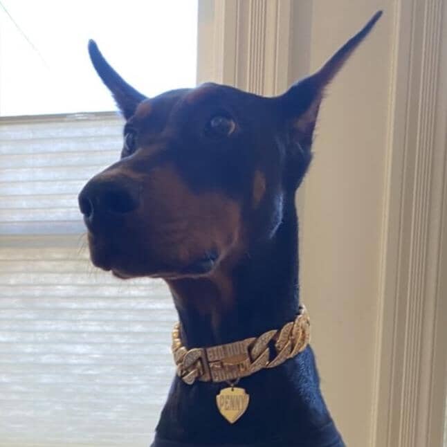 The Golden Ice Custom Luxury High Quality and Super Strong Gold Dog Collar for pitbull_large_dog_collars_Small_Dogs_Collar_Cane_Corso_collars_rottweilerdog_collar_american Shine with Strength and Style  - 2/BigDogChains