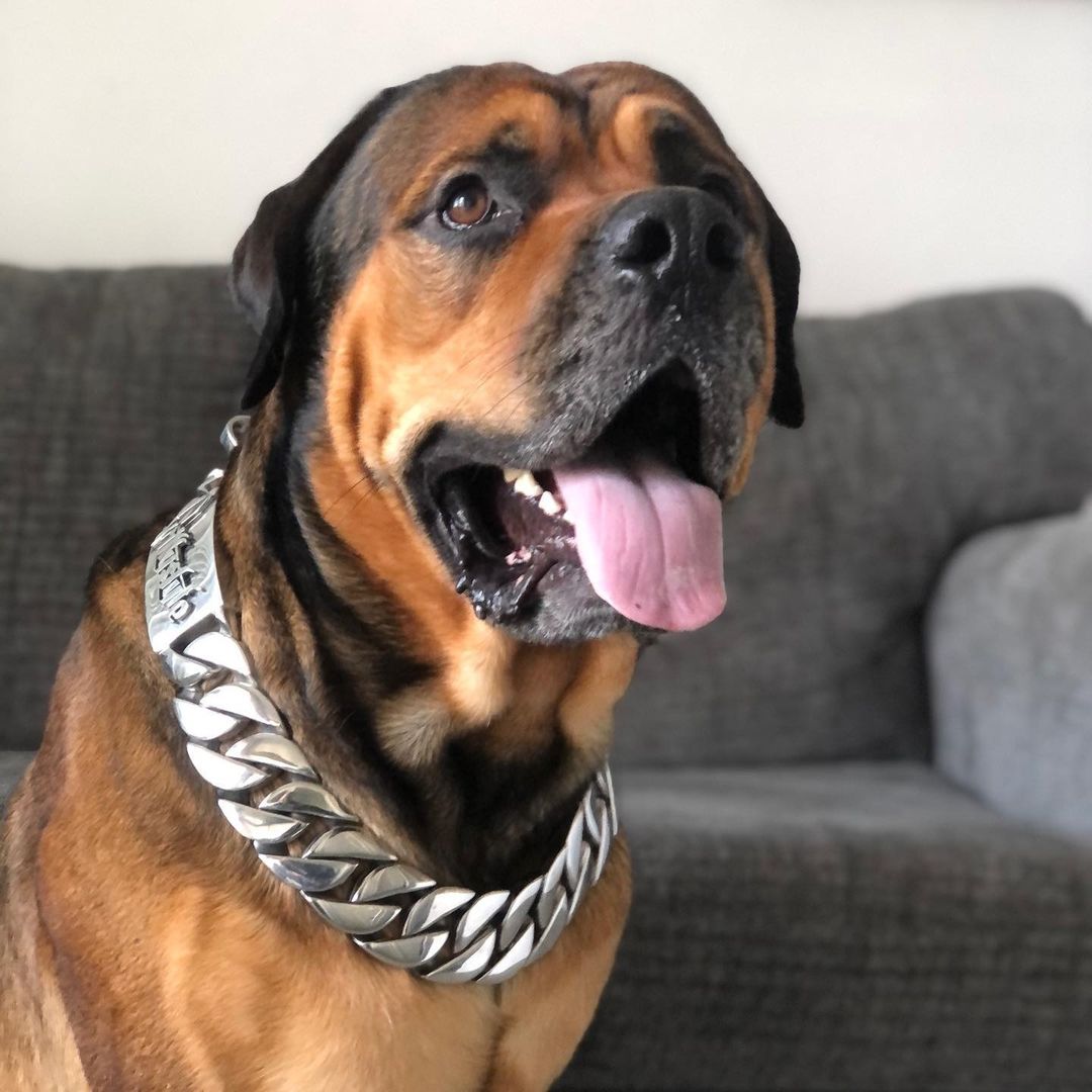 The Goliath Custom_Luxury_High_Quality_and_Super_Strong_Stainless_Dog_Collar for pitbull_large_dog_collars_Small_Dogs_Collar_Cane_Corso_collars_rottweilerdog_collar_american Designed for Strength and Sophistication - 9/BigDogChains