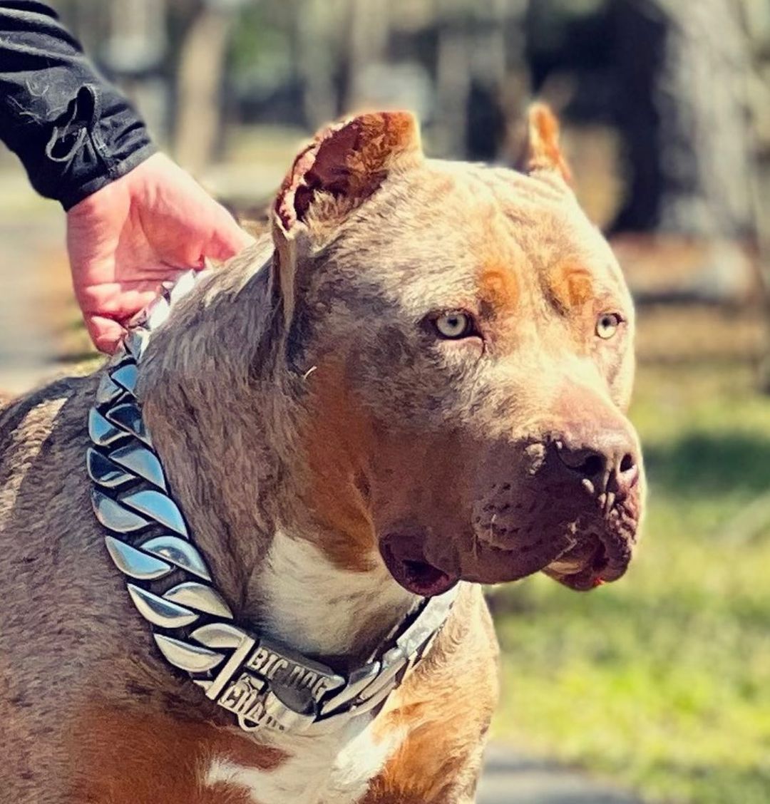 The Goliath Custom_Luxury_High_Quality_and_Super_Strong_Stainless_Dog_Collar for pitbull_large_dog_collars_Small_Dogs_Collar_Cane_Corso_collars_rottweilerdog_collar_american Power and Elegance Combined - 8/BigDogChains