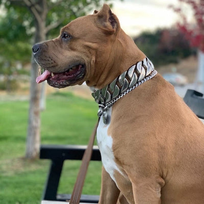 The Goliath Custom_Luxury_High_Quality_and_Super_Strong_Stainless_Dog_Collar for pitbull_large_dog_collars_Small_Dogs_Collar_Cane_Corso_collars_rottweilerdog_collar_american bully Cool Tones, Strong Design - 2/BigDogChains