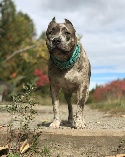 The Grand Prix Custom Luxury High Quality and Super Strong Dog Collar for pitbull_large_dog_collars_Small_Dogs_Collar_Cane_Corso_collars_rottweilerdog_collar_american Where Elegance Meets Endurance  - 5/BigDogChains