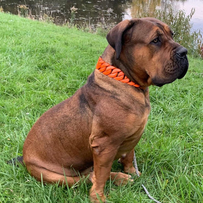 The Inferno Custom Luxury High Quality and Super Strong Orange Dog Collar for pitbull_large_dog_collars_Small_Dogs_Collar_Cane_Corso_collars_rottweilerdog_collar_american Bold, Bright, and Unbreakable  - 2/BigDogChains