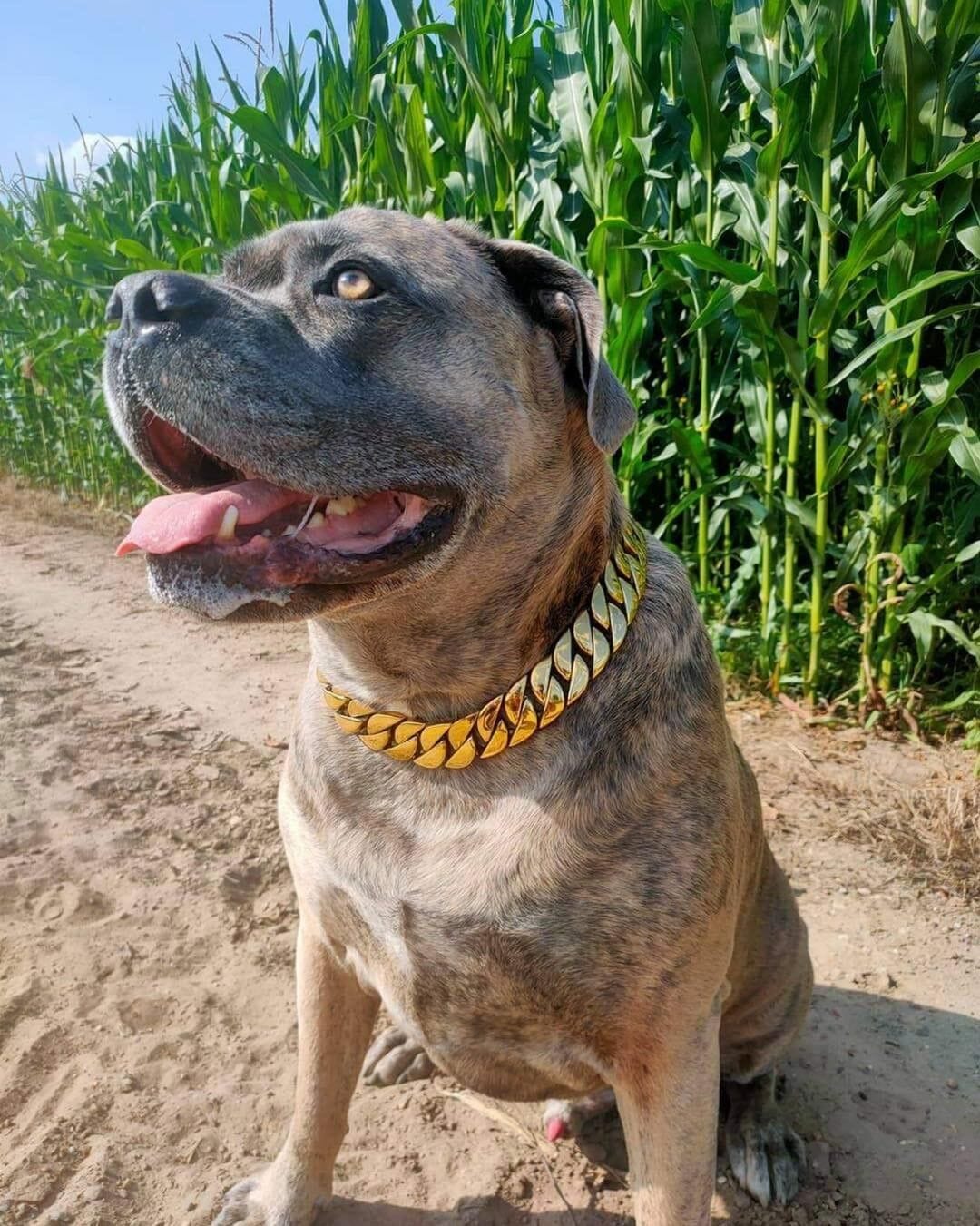 The Kilo Gold Collar: A Colossal Collar for Canine Kings - 26/BigDogChains