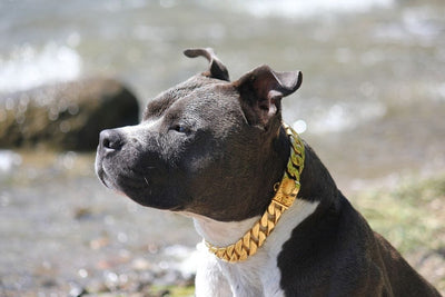 The Kilo Gold Collar: A Legacy of Luxury for Generations - 33/BigDogChains