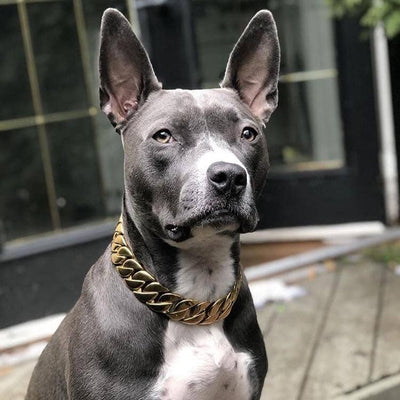 The Kilo Gold Collar: A One-of-a-Kind Collar for a One-of-a-Kind Pet - 37/BigDogChains