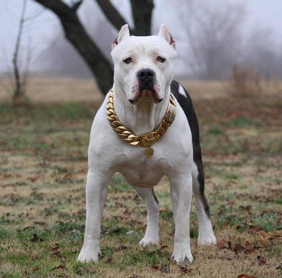 The Kilo Gold Collar: A Symbol of Distinctive Taste - 19/BigDogChains