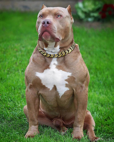 The Kilo Gold Collar: A Work of Art for Your Beloved Pet - 29/BigDogChains