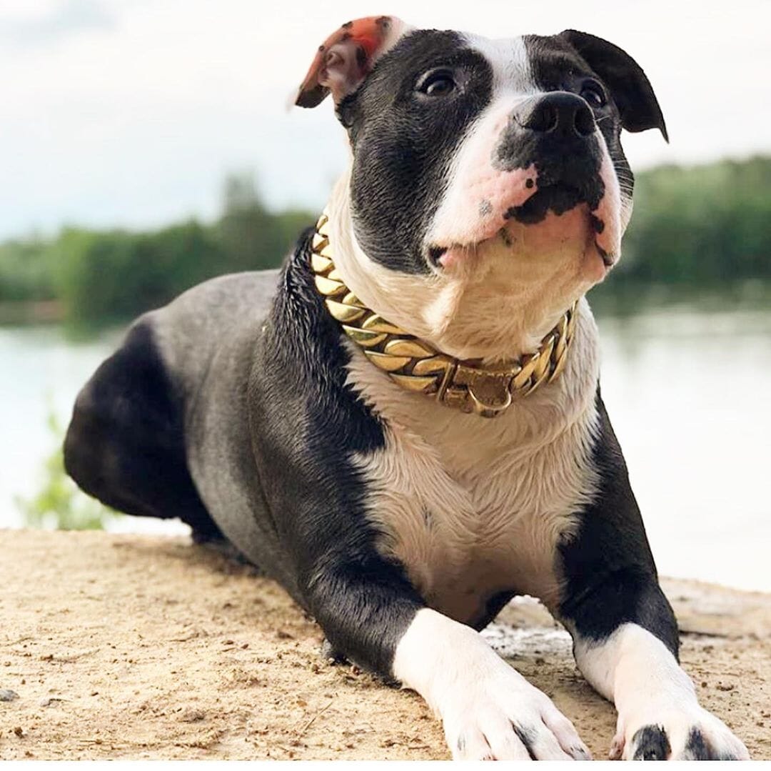 The_Kilo_Gold_Collar_Exclusive_Elegance_for_Elite_Dogs-_38_BigDogChains