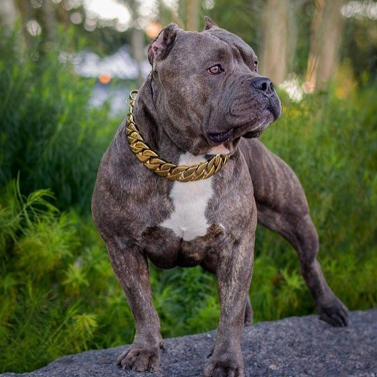 The_Kilo_Gold_Collar_For_the_Dog_Who_Demands_the_Extraordinary_-_21_BigDogChains