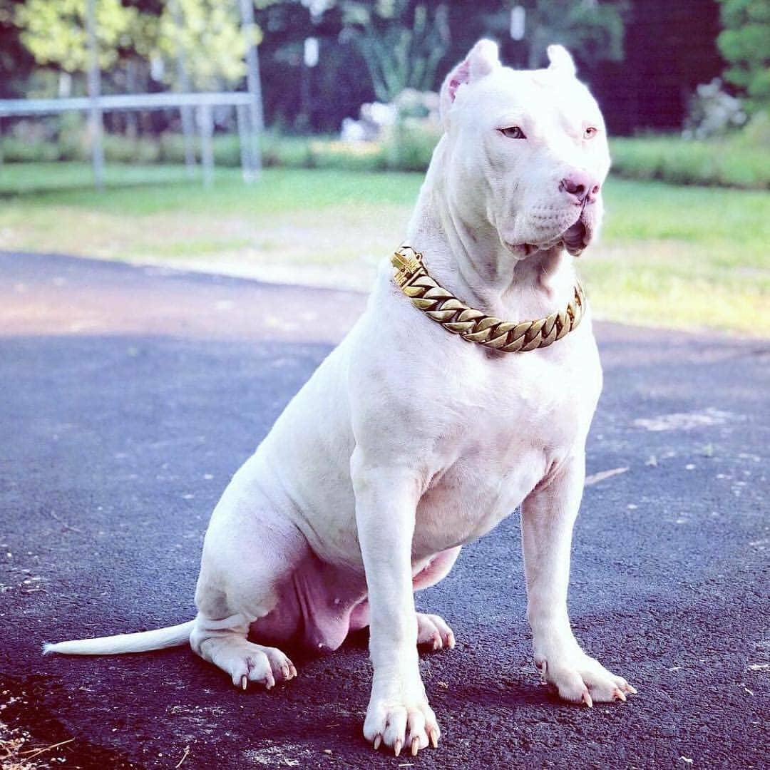 The_Kilo_Gold_Collar_For_the_Dog_Who_Demands_the_Extraordinary_-_34_BigDogChains