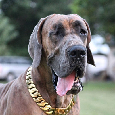 The Kilo Gold Collar: Imposing and Impressive Gold Collar - 24/BigDogChains