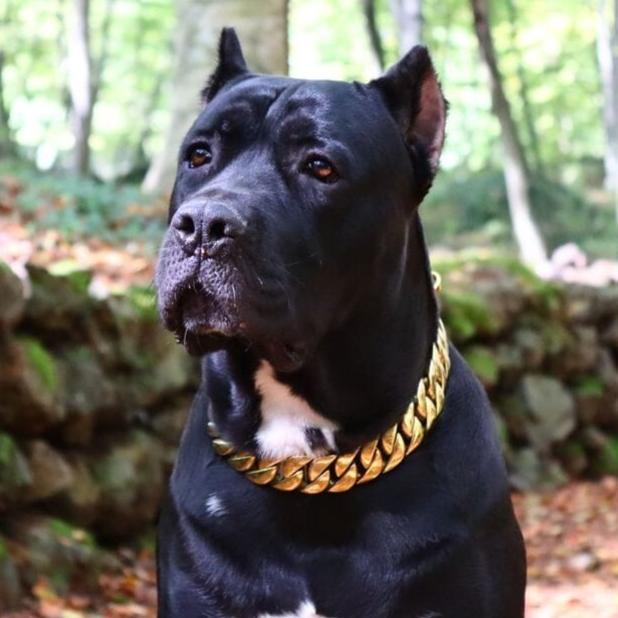 The_Kilo_Gold_Collar_Indisputably_the_Best_Dog_Collar_in_the_World_-_22_BigDogChains