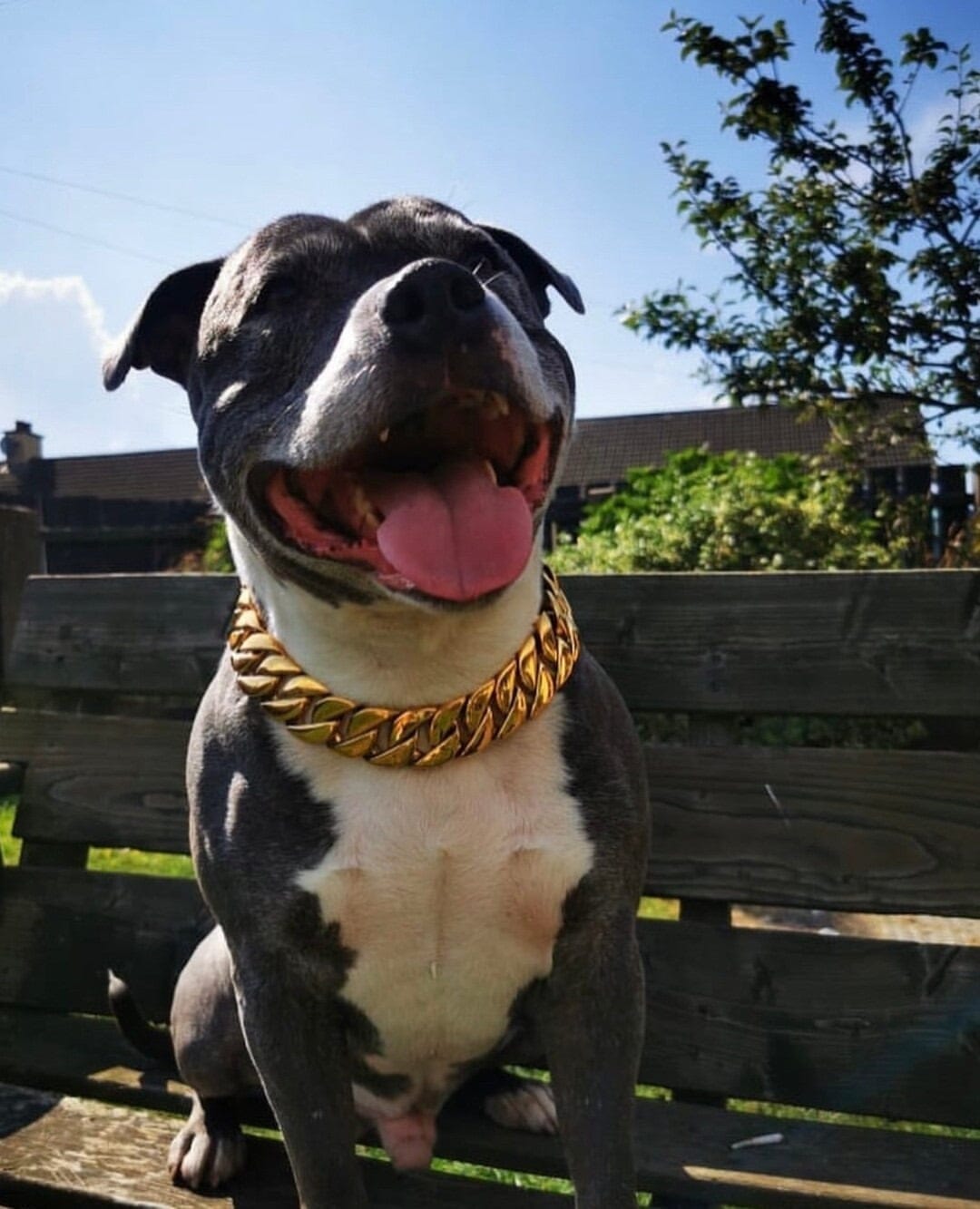 The Kilo Gold Collar: Indisputably the Best Dog Collar in the World - 32/BigDogChains