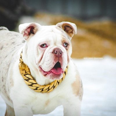 The Kilo Gold Collar: Precision-Made for Perfectionists - 27/BigDogChains