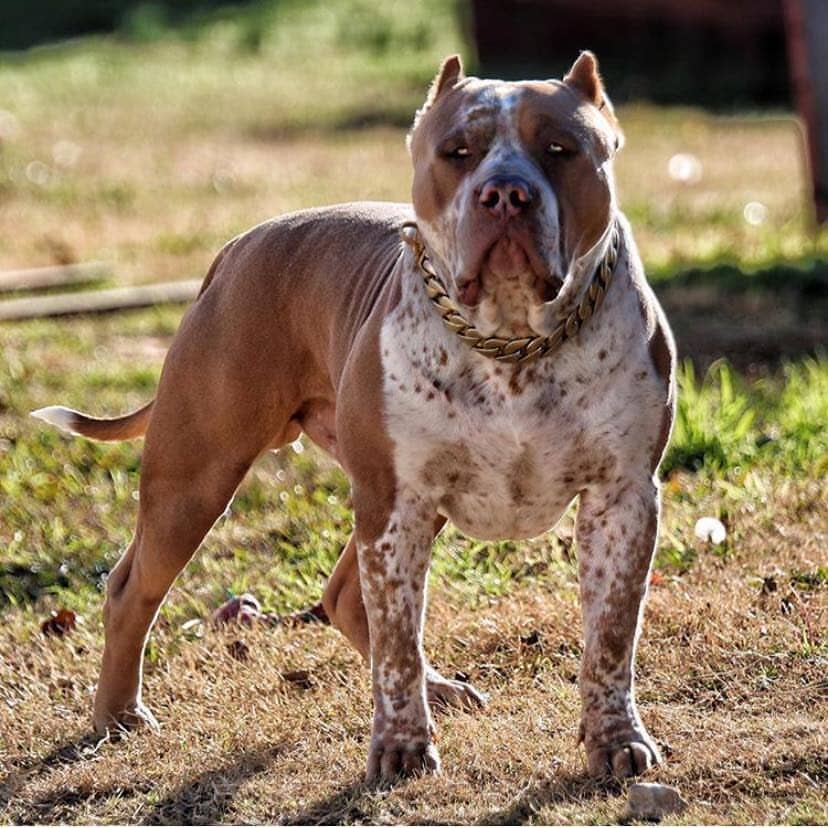 The Kilo Gold Collar: Stand Out from the Crowd with Style - 36/BigDogChains