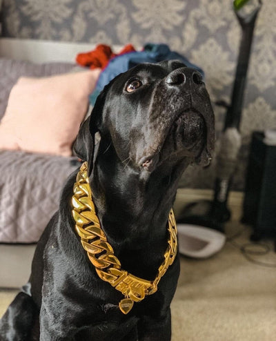 The Kilo Gold Collar: Sumptuous Splendor for Spoiled Pets - 23 /BigDogChains