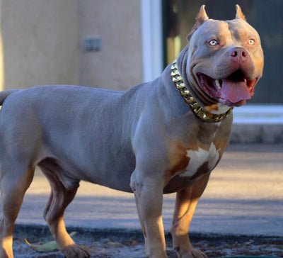 The Kilo Gold Collar: The Finest in Canine Fashion - 30/BigDogChains