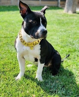 The Kilo Gold Collar: The Ultimate Status Symbol for Dogs - 20/BigDogChains