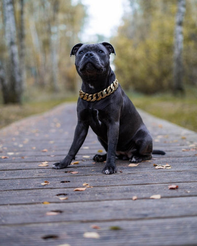 The Kilo Gold Collar: The Ultimate Status Symbol for Dogs - 34/BigDogChains