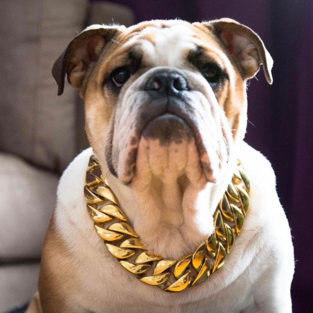 The Kilo Gold Collar: Unmatched Quality for Unforgettable Style - 28/BigDogChains