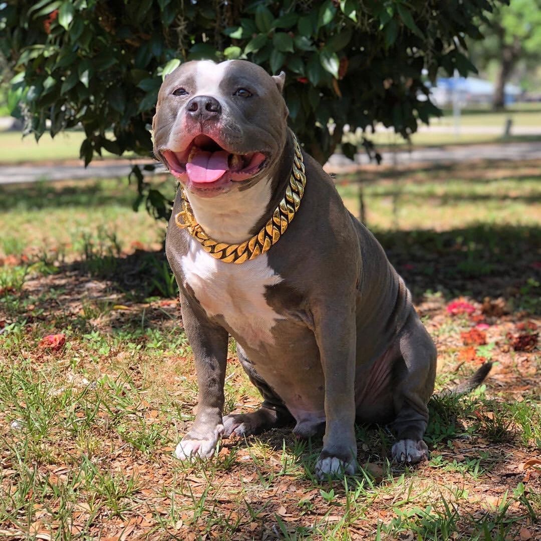 The_Kilo_Gold_Dog_Collar A Masterpiece for Your Large Dogs_-_41_BigDogChains