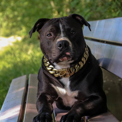 The Kilo Gold: Limited Edition Luxury for Your Dog - 39/BigDogChains